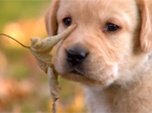 replay Too cute 5bf0afab9a7aa9fef2281e06b0f5c2ed.small