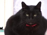 replay La vie secrète des chats 7f27bdbfb7581d0bda8e9d9ccc282dbb.small