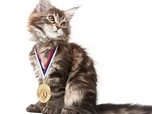 La vie secrete des chats - S3E10 - Les champions de France