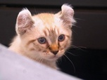 La vie secrète des chats - S1E1 - Quand le chat n'est pas la... où va-t-il ?