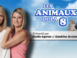 replay Les animaux de la 8