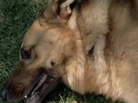 Rex, chien flic - Entre la vie et la mort