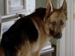 Rex, chien flic - S15 E3 - Un crime presque parfait