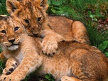 replay Nous, les bébés animaux