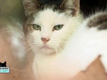 La vie secrète des chats - S1E3 - La langue du chat