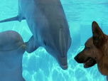 Rex, chien flic - Mort au delphinarium