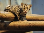 replay Zoo nursery