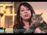 La vie secrète des chats - S2E3 - Itinéraire d'un chat trop gâté