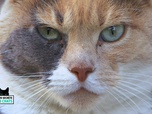 La vie secrète des chats - S1E2 - Petit chaton deviendra grand