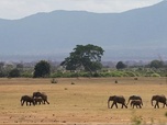 ARTE Reportage - Afrique : safaris et bonnes bonnes affaires