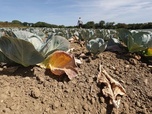 28 minutes - Sécheresse historique : l'agriculture française en péril ?